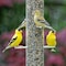 Global Harvest Foods Songbird Selections Wild Finch Feast Wild Bird Seed Wild Bird Food 5 lb 13626 - alternate 4